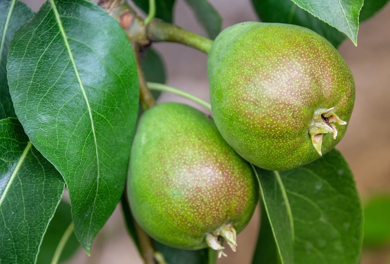 Fantasy Fruit Gardens
